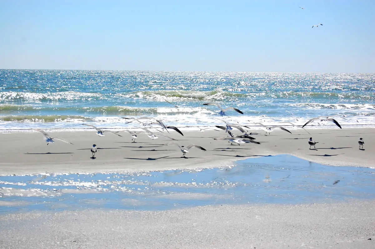 A tranquil stretch of beach with gentle waves meeting wet sand, birds flying just above the water, and sunlight shimmering on the ocean's surface. The scene exudes calm and invites viewers to imagine beach walks and sandcastle building.